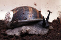 Helicophanta magnifica Madagascar adult